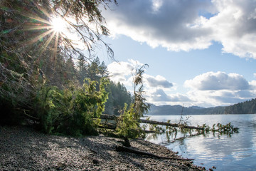 Massive Fallen Tree on Shore of Puget Sound in Olympia, Washington, USA