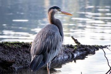 Close-up Shot of Great Blue Heron in Puget Sound - Washington, USA