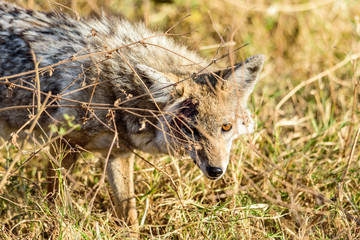 Injured African golden wolf (Canis anthus) in the Ngorongoro crater