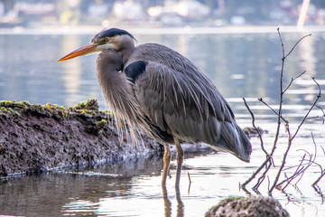 Close-up Shot of Great Blue Heron in Puget Sound - Washington, USA