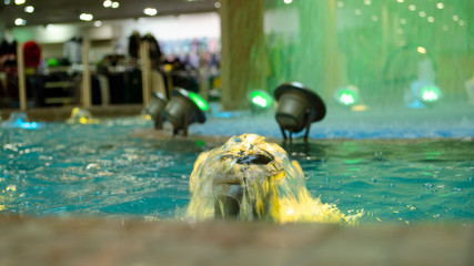 Blurred water background. Backlit water jet in the fountain.