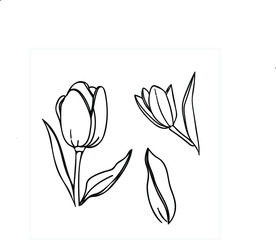 Tulips. Black and white graphics. Vector.