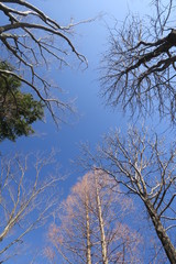 朝の公園の枯れ木と早春の青空