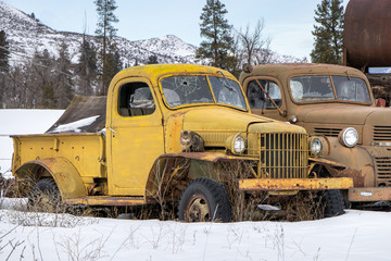 Cat on Old Vintage Truck in Snow - Washington, USA