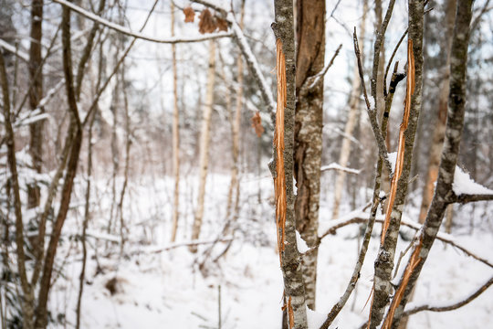 Tree with deer rubs in forest on winter day