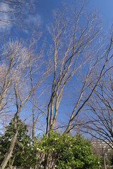 住宅地の朝の公園の枯れ木と早春の青空