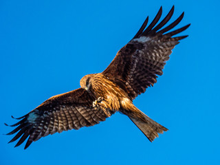 Hawk bird catching food that tourist throw for feed them at Ine no funaya, Kyoto, Japan