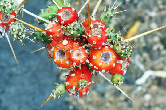 KAKTUS_cylindropuntia_leptocaulis