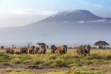 Cercles muraux Kilimandjaro Elephant herd and Mount Kilimanjaro in Amboseli National Park, Kenya.