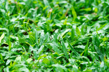 Fototapeta na wymiar Top view of beautiful natural fresh green grass lawn, backyard, field texture background.