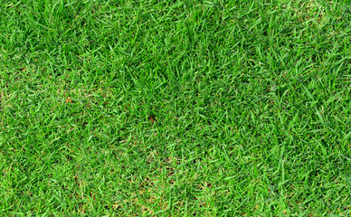 Top view of beautiful natural fresh green grass  lawn, backyard, field texture background.