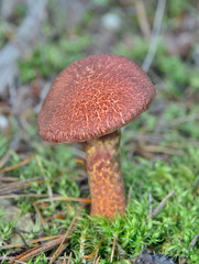 Edible mushroom (Boletinus pictus) 1