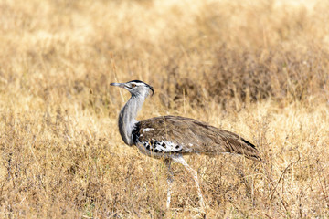 Kori Bustard (Ardeotis kori) in the grass savanna in the Ngorongoro crater