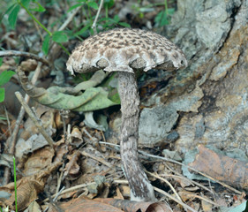Edible mushroom (Strobilomyces strobillaceus) 11