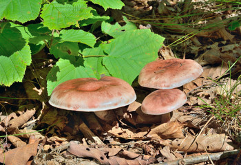 Edible mushrooms (Hygrophorus russula)