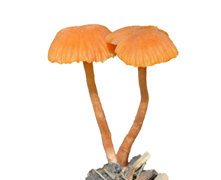 Small Mushrooms (Hygrocybe Laeta) 6