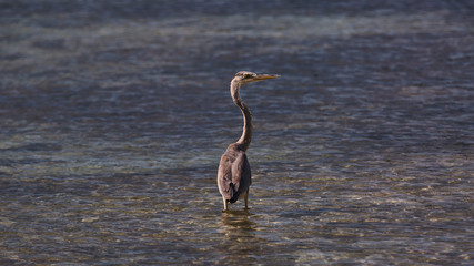 Seychelles Gray heron hunts in the water