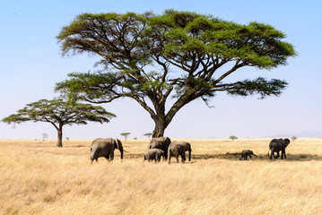 A group of African elephants (Loxodonta africana) crossing the Serengeti savanna with umbrella acacias, Serengeti National Park, Safari, East Africa, August 2017, Northern Tanzania