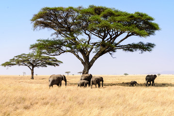 A group of African elephants (Loxodonta africana) crossing the Serengeti savanna with umbrella...