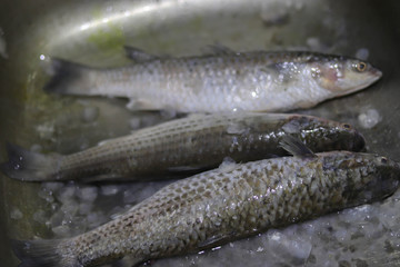 Fishes are frozen and stored with ice and water for remain fresh at market