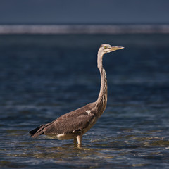 Seychelles Gray heron hunts in the water