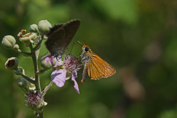 jump with yellow antenna; Thymelicus sylvestris