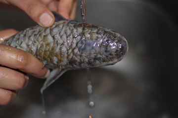 cleaning and washing the body of fish with water