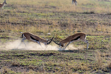 Two fighting Thomson's Gazelles (Gazella Thomsonii) in the Serengeti, Serengeti National Park, Safari, East Africa, August 2017, Northern Tanzania