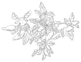 Hand drawn bush of pepper. Coloring, black outlines on white background