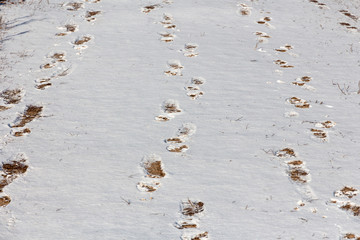 footprints in the snow sand