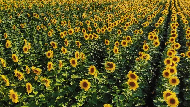 Flying above field of sunflowers. Top view of yellow fowers.