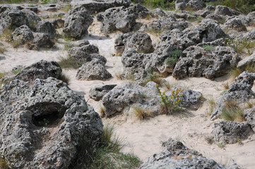 Rocks and stones on sandy soil
