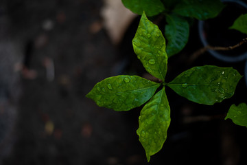 Close up green leaf nature  background.