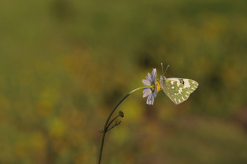 New spotted angel; Pontia edusa