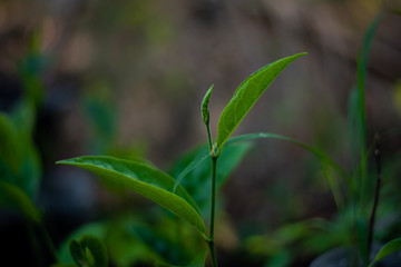 Close up green leaf nature  background.