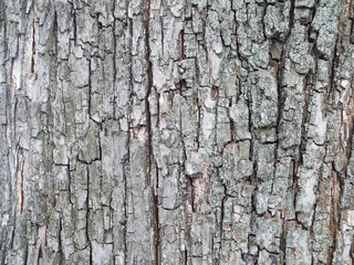 Brown oak bark in the spring forest. Macro photo