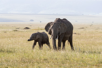 Mother and baby elephant in the Masai Mara,  Kenya