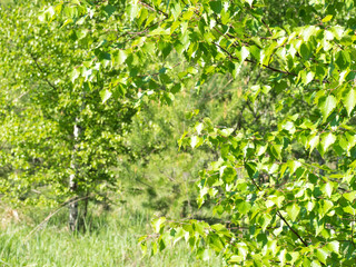 Fototapeta na wymiar Young birch trees in spring forest