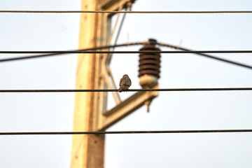 bird on branch
