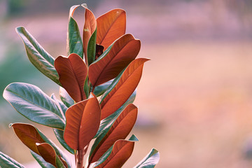 Beautiful lanscape nature in Khaokao hightland, Thailand. © Metha