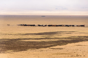 Fototapeta na wymiar Cattle herd in the wide grass savanna near Serengeti National Park