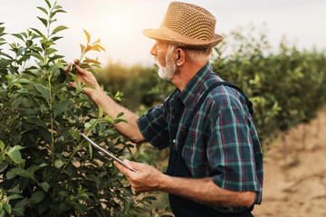 Sixty years old beard agronomist inspecting trees in orchard and using tablet computer.
