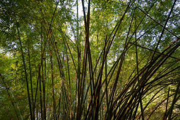 Beautiful lanscape nature in Khaokao hightland, Thailand.