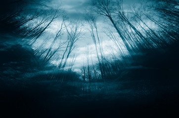 night in dark mysterious forest, dark halloween background