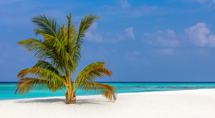 turquoise sea and coral beach with a single coconut palm tree