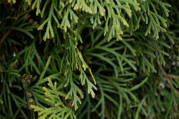 Thuja green branches closeup. Blurred thuja background.