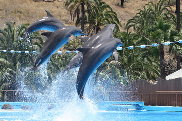 Delphin © Stephan von Mikusch