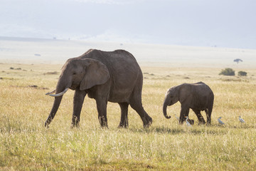 Fototapeta na wymiar Mother with baby elephant following behind in the Masai Mara, Kenya