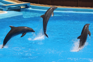 Delphin © Stephan von Mikusch