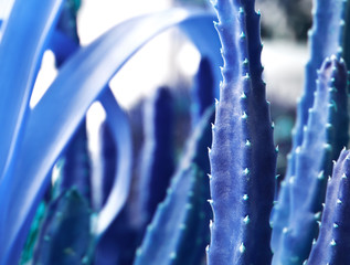 The plant is in the foreground, blurred behind. Natural blue background color.